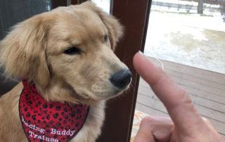 How To Teach Your Dog Patience