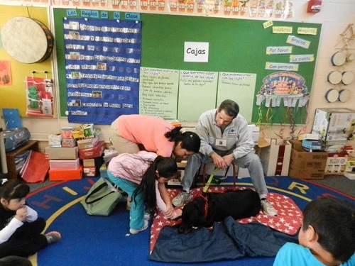 Therapy Dogs