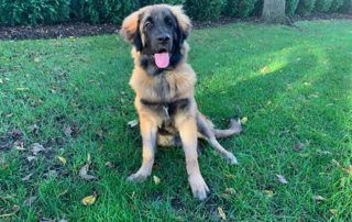 6 Socialization & Training Games You Should Play with Your Puppy